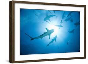 Scuba Diver and Caribbean Reef Sharks at Stuart Cove's Dive Site-Paul Souders-Framed Photographic Print