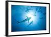 Scuba Diver and Caribbean Reef Sharks at Stuart Cove's Dive Site-Paul Souders-Framed Photographic Print