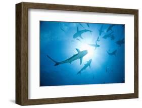 Scuba Diver and Caribbean Reef Sharks at Stuart Cove's Dive Site-Paul Souders-Framed Photographic Print