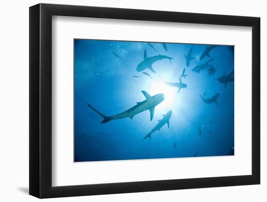 Scuba Diver and Caribbean Reef Sharks at Stuart Cove's Dive Site-Paul Souders-Framed Photographic Print