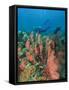 Scuba Diver and Sea Fans, Raja Ampat, Papua-Stuart Westmorland-Framed Stretched Canvas