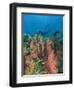 Scuba Diver and Sea Fans, Raja Ampat, Papua-Stuart Westmorland-Framed Photographic Print