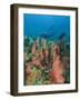 Scuba Diver and Sea Fans, Raja Ampat, Papua-Stuart Westmorland-Framed Photographic Print