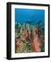 Scuba Diver and Sea Fans, Raja Ampat, Papua-Stuart Westmorland-Framed Photographic Print