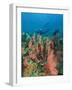 Scuba Diver and Sea Fans, Raja Ampat, Papua-Stuart Westmorland-Framed Photographic Print