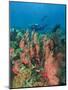 Scuba Diver and Sea Fans, Raja Ampat, Papua-Stuart Westmorland-Mounted Photographic Print