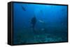 Scuba Diver and Silvertip Shark at the Bistro Dive Site in Fiji-Stocktrek Images-Framed Stretched Canvas