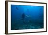 Scuba Diver and Silvertip Shark at the Bistro Dive Site in Fiji-Stocktrek Images-Framed Photographic Print