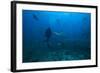 Scuba Diver and Silvertip Shark at the Bistro Dive Site in Fiji-Stocktrek Images-Framed Photographic Print