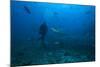 Scuba Diver and Silvertip Shark at the Bistro Dive Site in Fiji-Stocktrek Images-Mounted Photographic Print