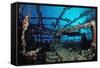 Scuba Diver Diving on Umbria Shipwreck, Sudan, Africa, Red Sea, Wingate Reef-Reinhard Dirscherl-Framed Stretched Canvas