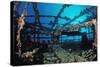 Scuba Diver Diving on Umbria Shipwreck, Sudan, Africa, Red Sea, Wingate Reef-Reinhard Dirscherl-Stretched Canvas