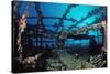 Scuba Diver Diving on Umbria Shipwreck, Sudan, Africa, Red Sea, Wingate Reef-Reinhard Dirscherl-Stretched Canvas