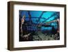 Scuba Diver Diving on Umbria Shipwreck, Sudan, Africa, Red Sea, Wingate Reef-Reinhard Dirscherl-Framed Photographic Print