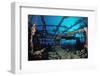 Scuba Diver Diving on Umbria Shipwreck, Sudan, Africa, Red Sea, Wingate Reef-Reinhard Dirscherl-Framed Photographic Print