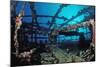 Scuba Diver Diving on Umbria Shipwreck, Sudan, Africa, Red Sea, Wingate Reef-Reinhard Dirscherl-Mounted Photographic Print