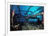 Scuba Diver Diving on Umbria Shipwreck, Sudan, Africa, Red Sea, Wingate Reef-Reinhard Dirscherl-Framed Photographic Print