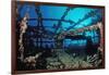 Scuba Diver Diving on Umbria Shipwreck, Sudan, Africa, Red Sea, Wingate Reef-Reinhard Dirscherl-Framed Photographic Print