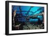 Scuba Diver Diving on Umbria Shipwreck, Sudan, Africa, Red Sea, Wingate Reef-Reinhard Dirscherl-Framed Photographic Print