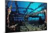 Scuba Diver Diving on Umbria Shipwreck, Sudan, Africa, Red Sea, Wingate Reef-Reinhard Dirscherl-Mounted Photographic Print