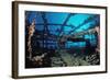 Scuba Diver Diving on Umbria Shipwreck, Sudan, Africa, Red Sea, Wingate Reef-Reinhard Dirscherl-Framed Photographic Print