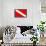Scuba Diver Down Flag-null-Framed Poster displayed on a wall