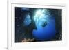 Scuba Diver Swimming through an Arch-Bernard Radvaner-Framed Photographic Print