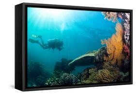 Scuba Diver Swimming with Gopro in Coral Landscape Scenic at Thetford Reef-Louise Murray-Framed Stretched Canvas