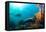 Scuba Diver Swimming with Gopro in Coral Landscape Scenic at Thetford Reef-Louise Murray-Framed Stretched Canvas