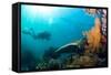 Scuba Diver Swimming with Gopro in Coral Landscape Scenic at Thetford Reef-Louise Murray-Framed Stretched Canvas