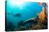 Scuba Diver Swimming with Gopro in Coral Landscape Scenic at Thetford Reef-Louise Murray-Stretched Canvas