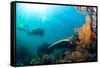 Scuba Diver Swimming with Gopro in Coral Landscape Scenic at Thetford Reef-Louise Murray-Framed Stretched Canvas