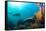 Scuba Diver Swimming with Gopro in Coral Landscape Scenic at Thetford Reef-Louise Murray-Framed Stretched Canvas