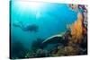 Scuba Diver Swimming with Gopro in Coral Landscape Scenic at Thetford Reef-Louise Murray-Stretched Canvas