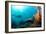 Scuba Diver Swimming with Gopro in Coral Landscape Scenic at Thetford Reef-Louise Murray-Framed Photographic Print