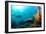 Scuba Diver Swimming with Gopro in Coral Landscape Scenic at Thetford Reef-Louise Murray-Framed Photographic Print