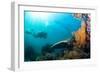 Scuba Diver Swimming with Gopro in Coral Landscape Scenic at Thetford Reef-Louise Murray-Framed Photographic Print