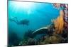 Scuba Diver Swimming with Gopro in Coral Landscape Scenic at Thetford Reef-Louise Murray-Mounted Photographic Print