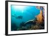 Scuba Diver Swimming with Gopro in Coral Landscape Scenic at Thetford Reef-Louise Murray-Framed Photographic Print