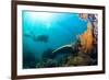 Scuba Diver Swimming with Gopro in Coral Landscape Scenic at Thetford Reef-Louise Murray-Framed Photographic Print