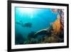 Scuba Diver Swimming with Gopro in Coral Landscape Scenic at Thetford Reef-Louise Murray-Framed Photographic Print