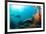 Scuba Diver Swimming with Gopro in Coral Landscape Scenic at Thetford Reef-Louise Murray-Framed Photographic Print