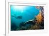 Scuba Diver Swimming with Gopro in Coral Landscape Scenic at Thetford Reef-Louise Murray-Framed Photographic Print