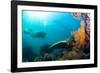 Scuba Diver Swimming with Gopro in Coral Landscape Scenic at Thetford Reef-Louise Murray-Framed Photographic Print