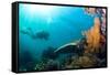 Scuba Diver Swimming with Gopro in Coral Landscape Scenic at Thetford Reef-Louise Murray-Framed Stretched Canvas