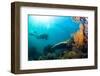 Scuba Diver Swimming with Gopro in Coral Landscape Scenic at Thetford Reef-Louise Murray-Framed Photographic Print