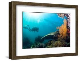 Scuba Diver Swimming with Gopro in Coral Landscape Scenic at Thetford Reef-Louise Murray-Framed Photographic Print