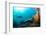 Scuba Diver Swimming with Gopro in Coral Landscape Scenic at Thetford Reef-Louise Murray-Framed Photographic Print