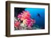 Scuba Diver Swims by a Beautiful Tropical Reef Full of Vibrant Purple and Orange Soft Corals.-Kelpfish-Framed Photographic Print