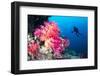 Scuba Diver Swims by a Beautiful Tropical Reef Full of Vibrant Purple and Orange Soft Corals.-Kelpfish-Framed Photographic Print